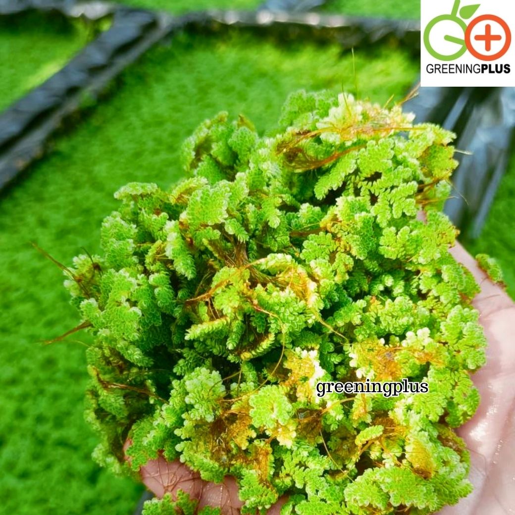 แหนแดง ไมโครฟิลล่า พันธุ์กรมวิชาการเกษตร ขนาด 1 กิโลกรัม / ถุง