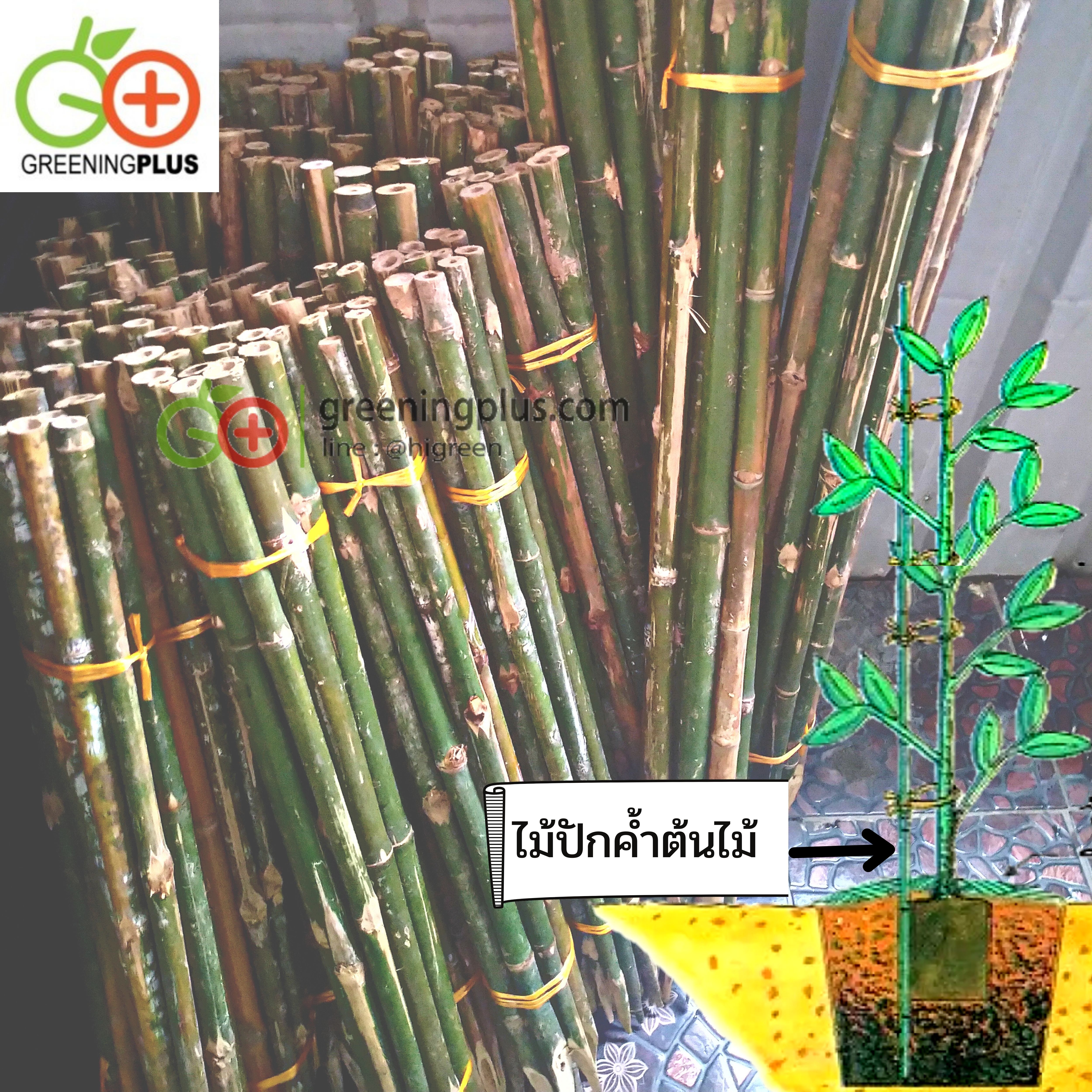 ไม้ปักค้ำต้นไม้ ไม้กลมแข็งแรง แหลมปลายสะดวกต่อการใช้งาน ขนาด 1.3-1.5 เมตร x 2 มัด