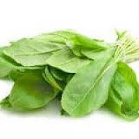 Sorrel 100 เมล็ด/ซอง
