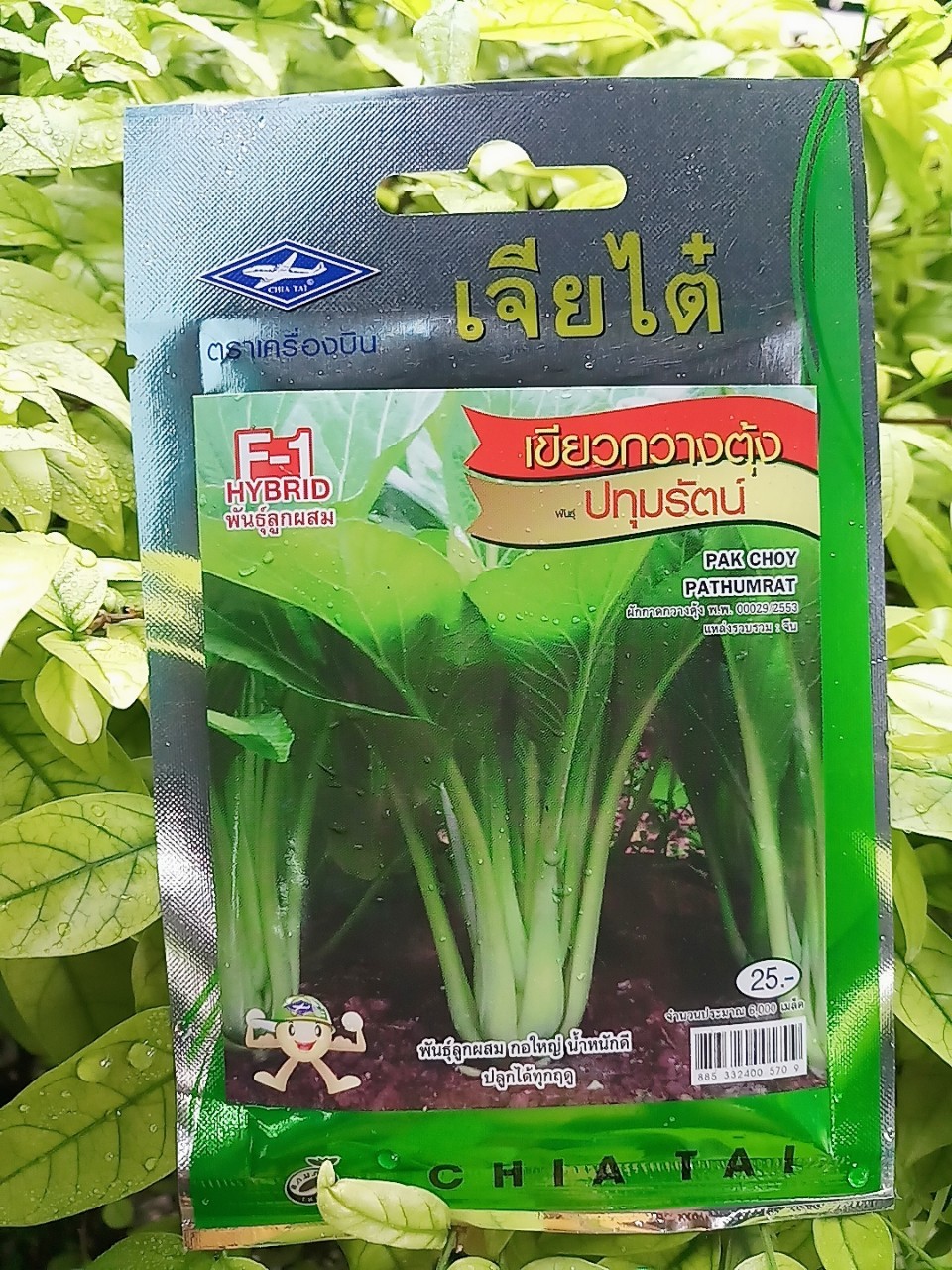 เขียวกวางตุ้งปทุมรัตน์ (pak choy pathumrat) เจียใต๋