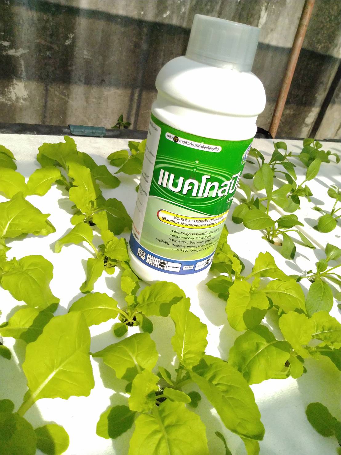 BT แบคโทสปิน (บาซิลลัส ทูริงเยนซีส) 1 ลิตร