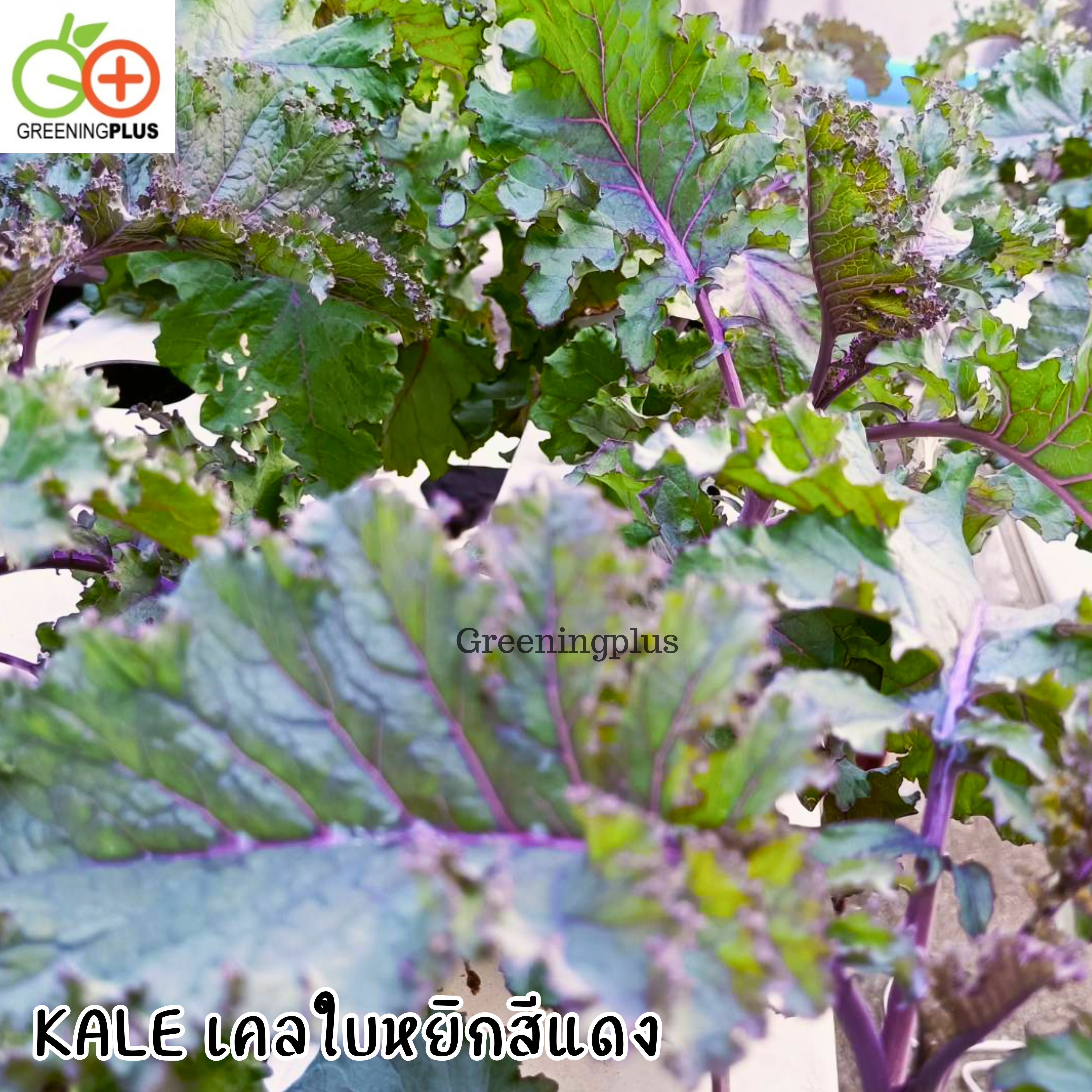 KALE เคลใบหยิกสีแดง 30 เมล็ด./ซอง
