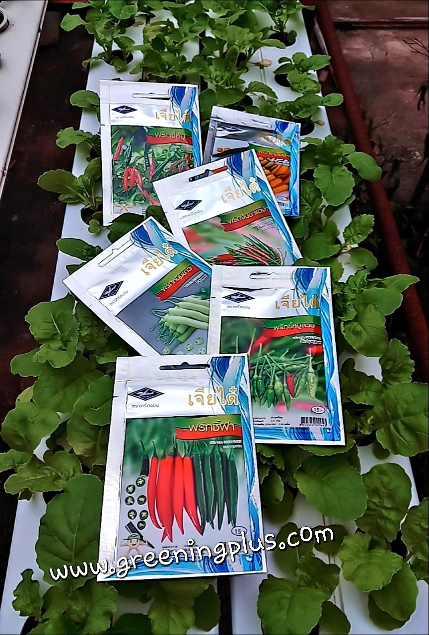 พริกขี้หนูสวน bird pepper เจียใต๋