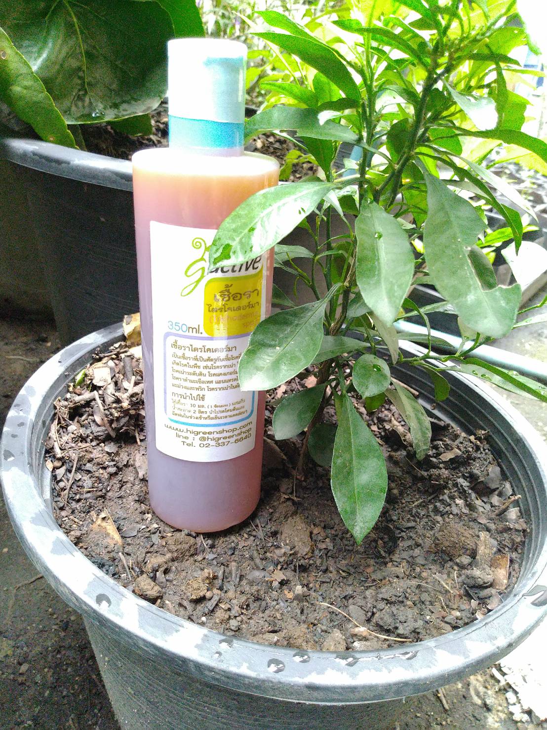 น้ำหมักจุลินทรีย์เชื้อราไตรโคเดอร์มา ขนาด 350 มล.