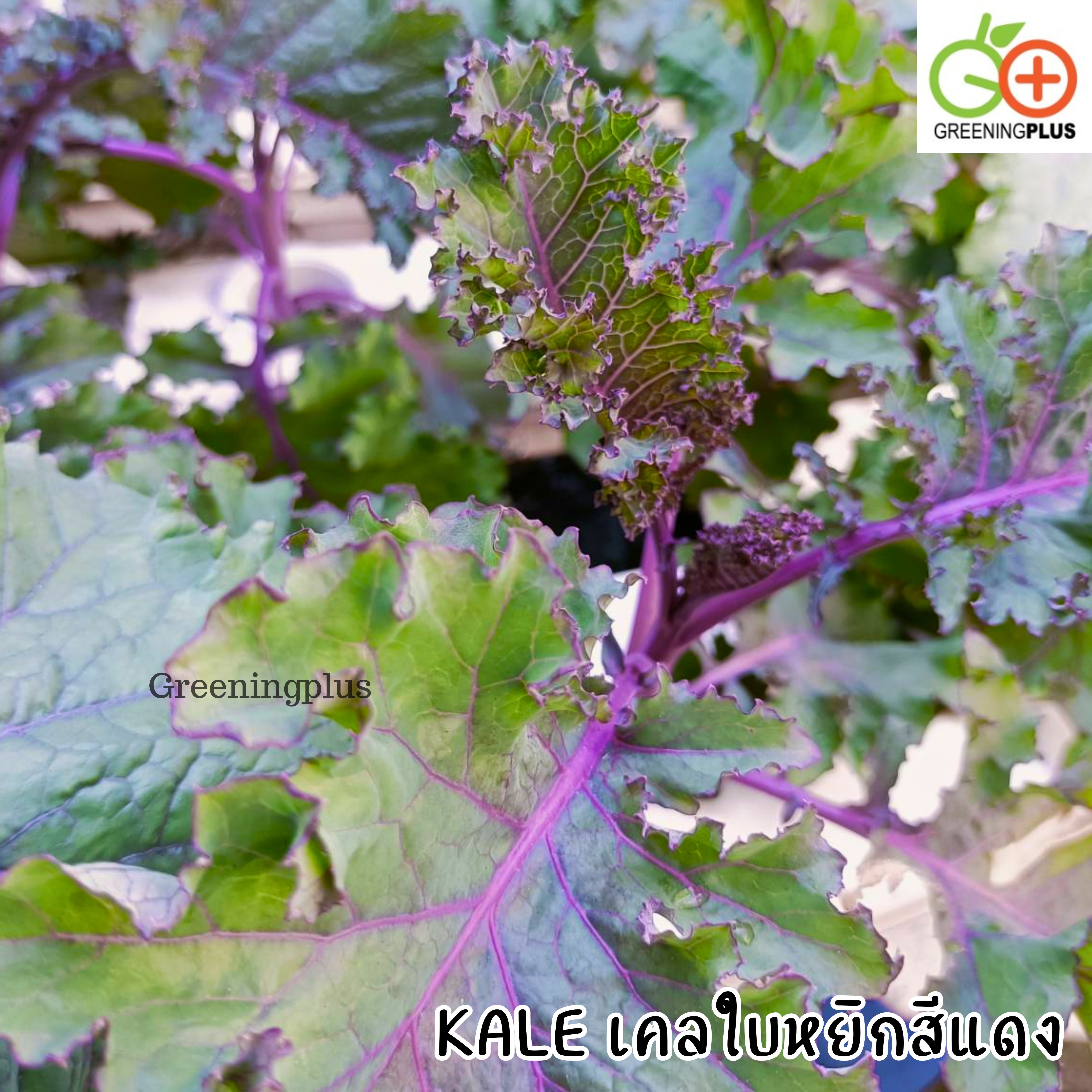 KALE เคลใบหยิกสีแดง 30 เมล็ด./ซอง