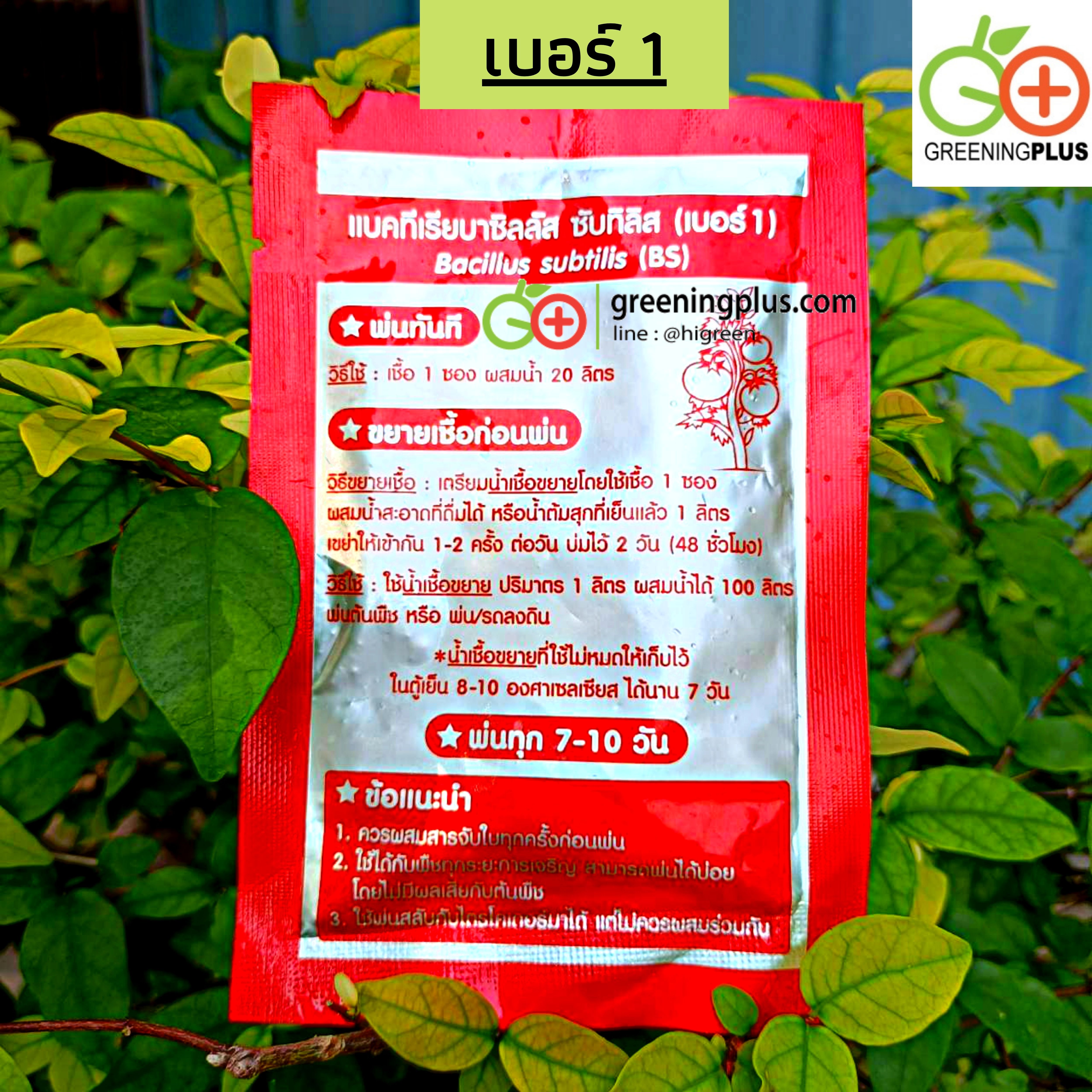 แบคทีเรียบาซิลลัส เบอร์ 1 ควบคุมโรคเหี่ยวที่เกิดจากแบคทีเรีย