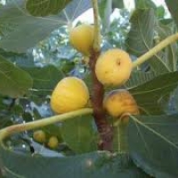 mininut fig 15เมล็ด/ซอง