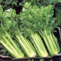 เซเลอรี่ (Celery) คื่นฉ่ายฝรั่ง 400 ม./ซอง