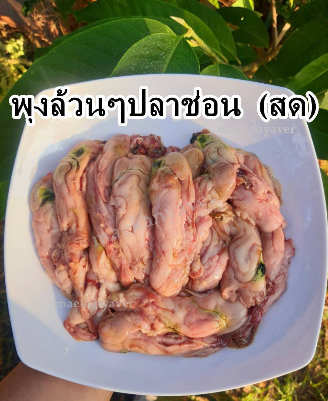 พุงปลาช่อนน้ำจืด แท้ๆ (สด)