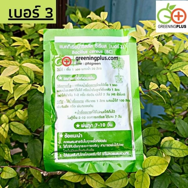 แบคทีเรียบาซิลลัส เบอร์ 3 ควบคุมโรครากเน่า โคนเน่า และแคงเกอร์