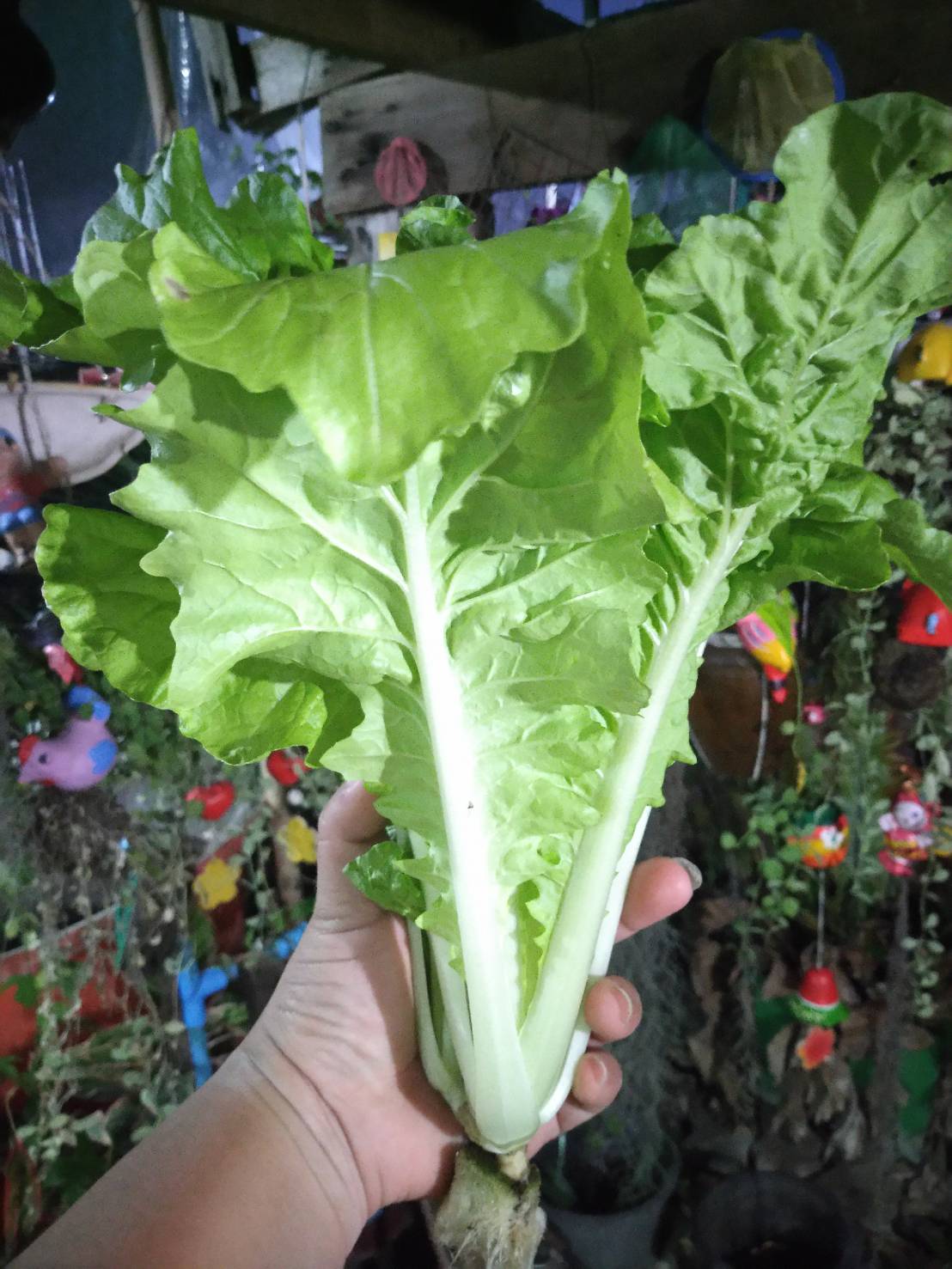 กาดขาวไดโตเกียวเบกานา (Chineae Cabbage) เพื่อนเกษตร
