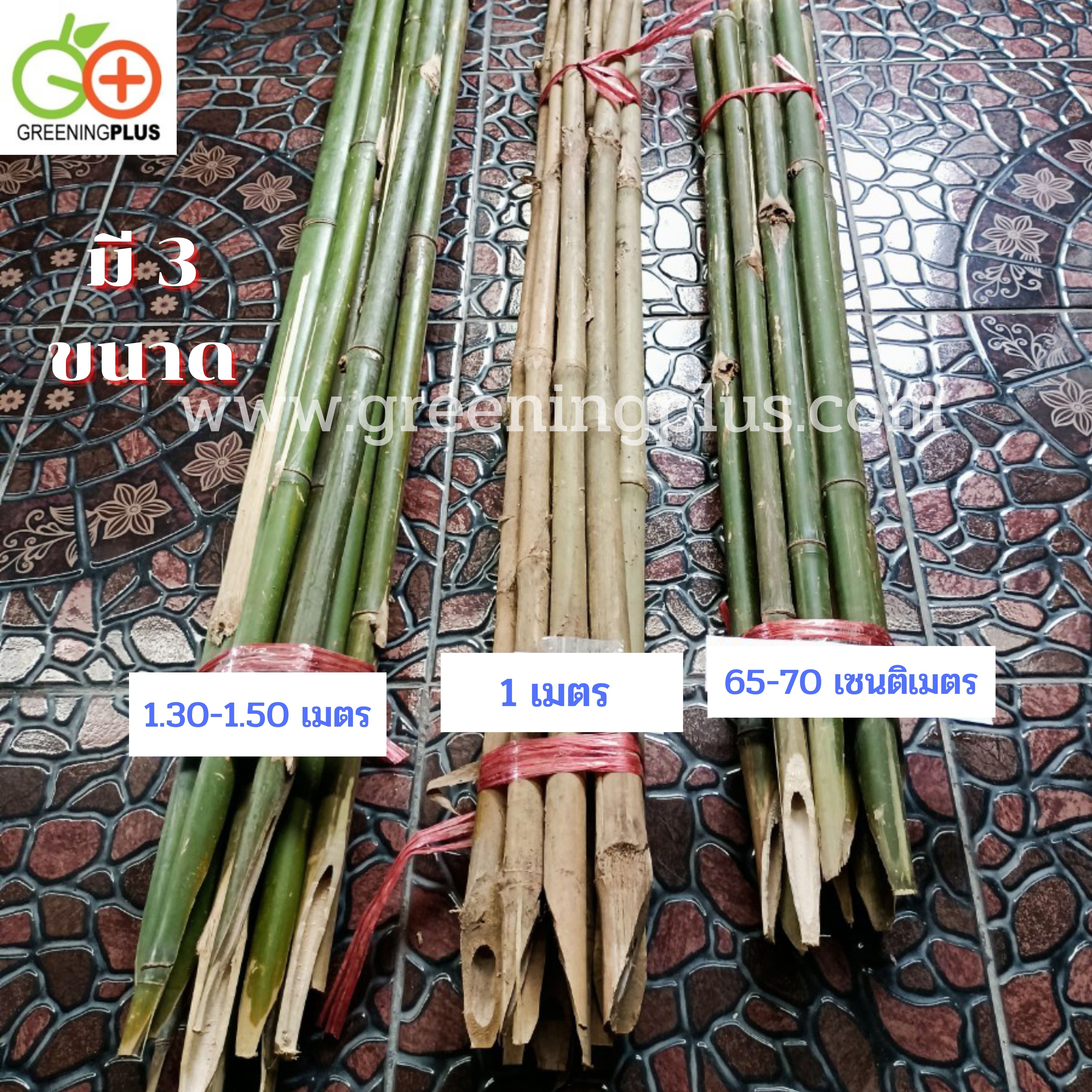 ไม้ปักค้ำต้นไม้ ไม้กลมแข็งแรง แหลมปลายสะดวกต่อการใช้งาน ขนาด 1.3-1.5 เมตร x 2 มัด