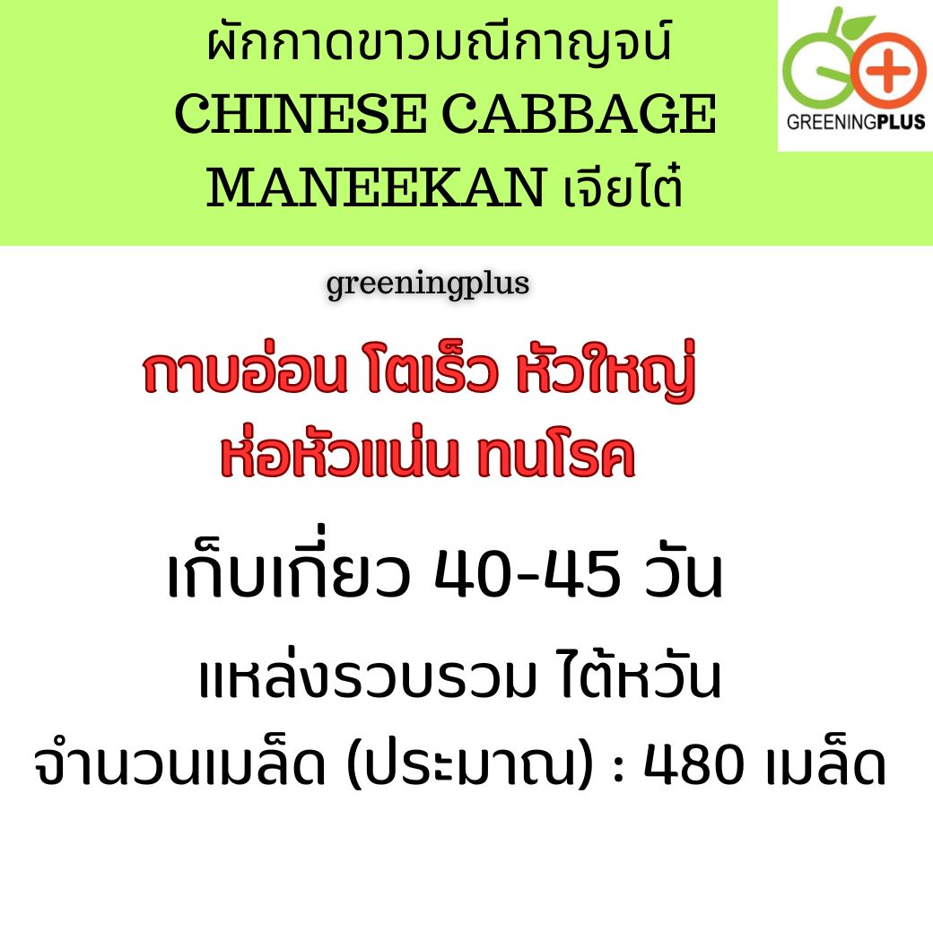 ผักกาดขาวมณีกาญจน์ CHINESE CABBAGE MANEEKAN เจียไต๋