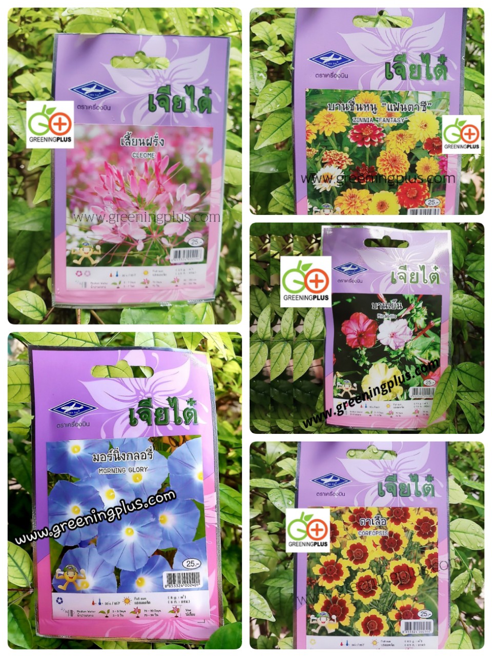 ดอกบานเย็น Mirabilis เจียใต๋