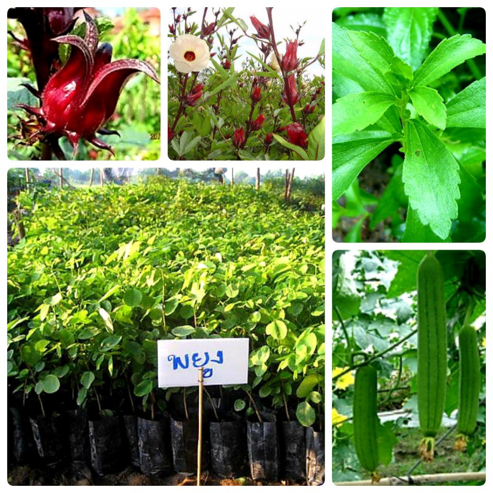 เมล็ดต้นพยุง 100 เมล็ด/ซอง