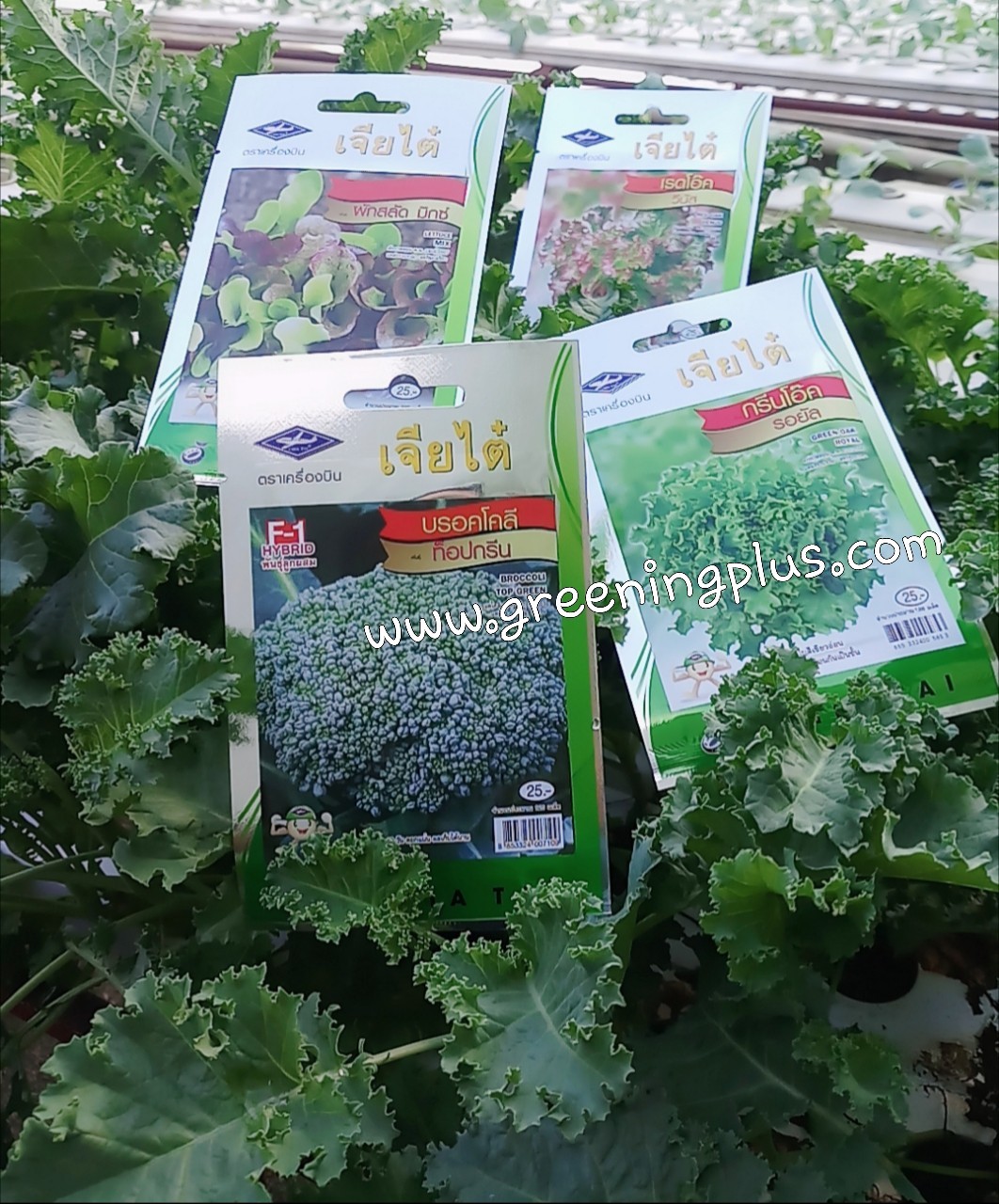 บรอคโคลี่ ท็อปกรีนBROCCOLI TOP GERRN เจียใต๋