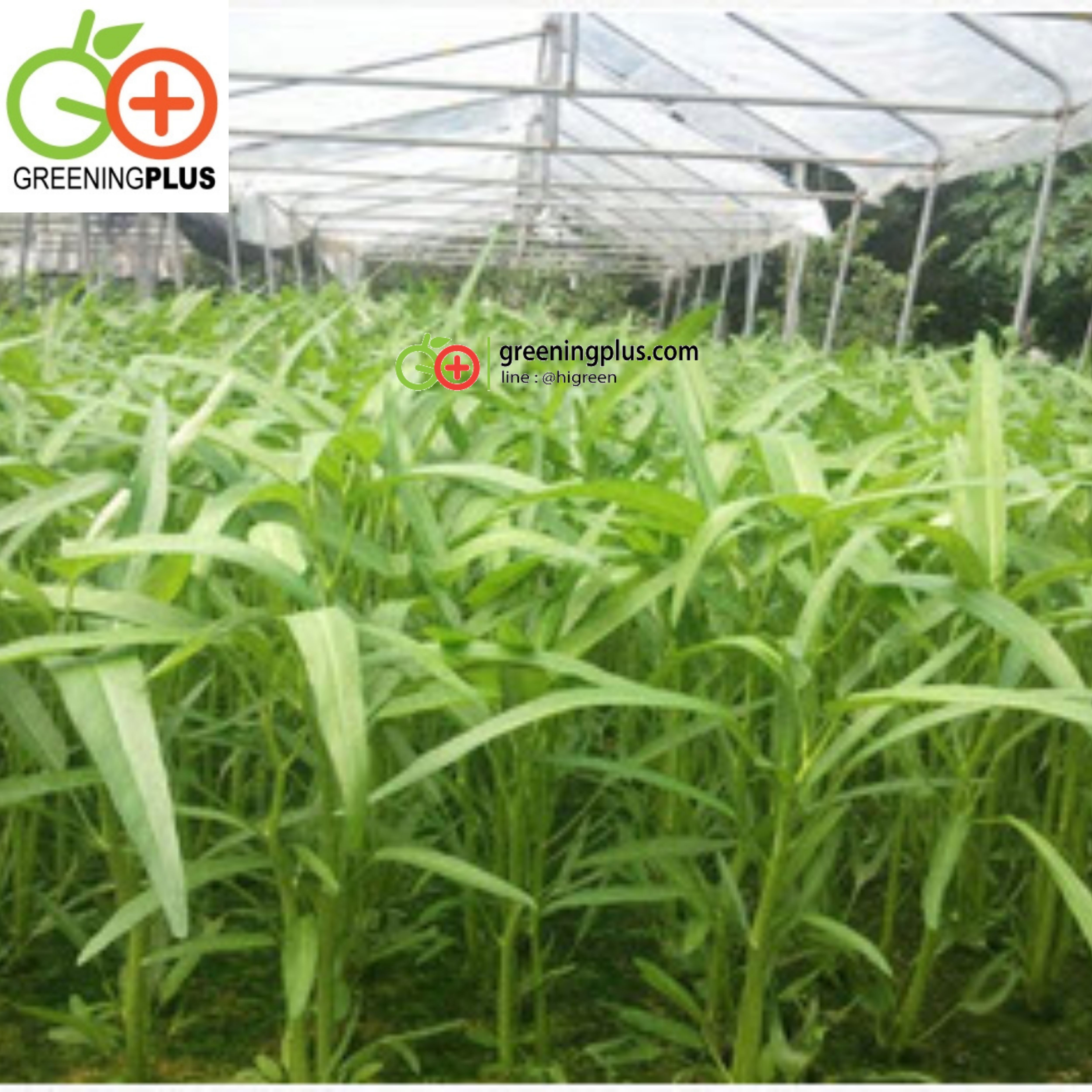 ผักบุ้งจีน Chinese convolvulus เจียไต๋