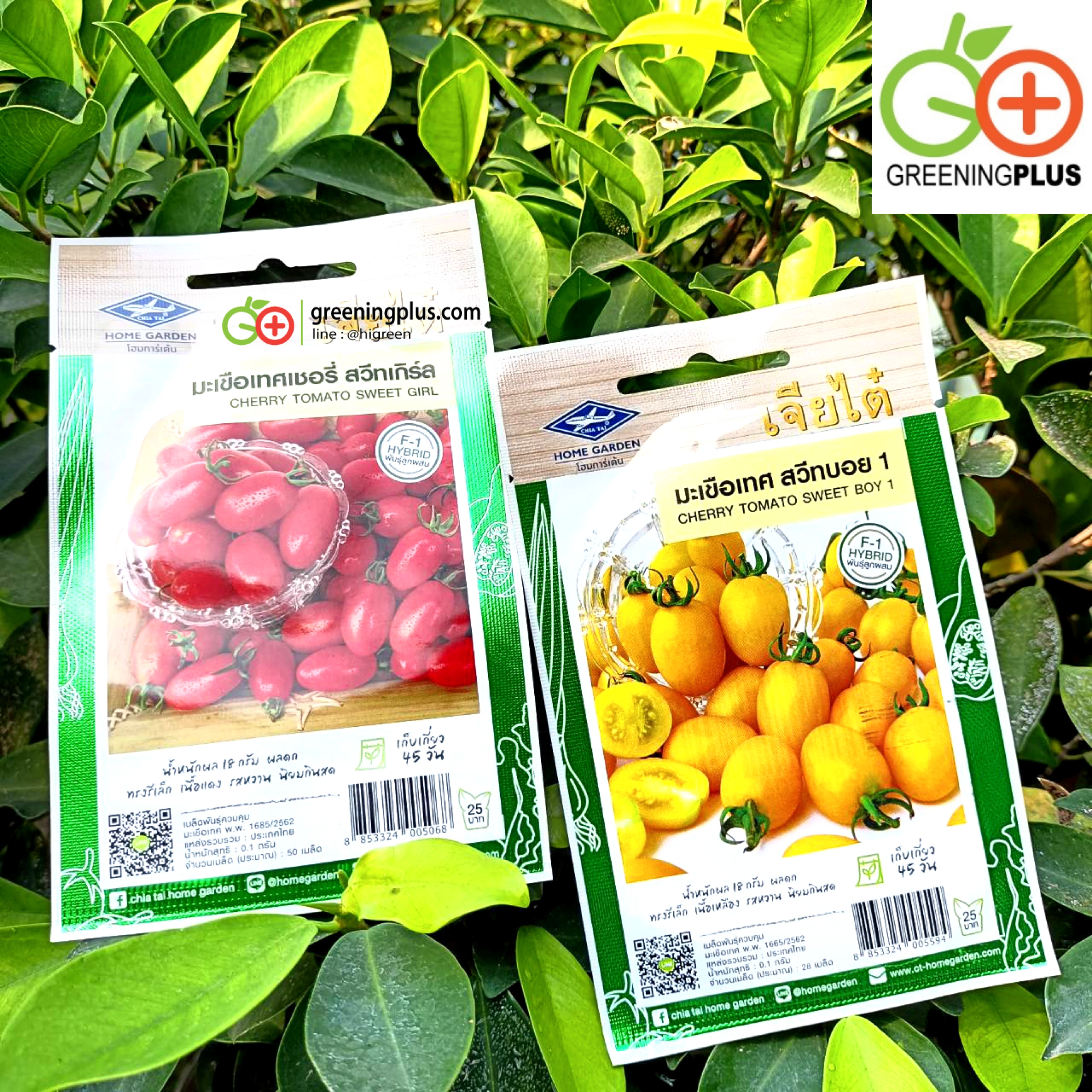 มะเขือเทศเชอรี่ สวีทเกิร์ล (Cherry Tomato Sweet Girl) เจียไต๋
