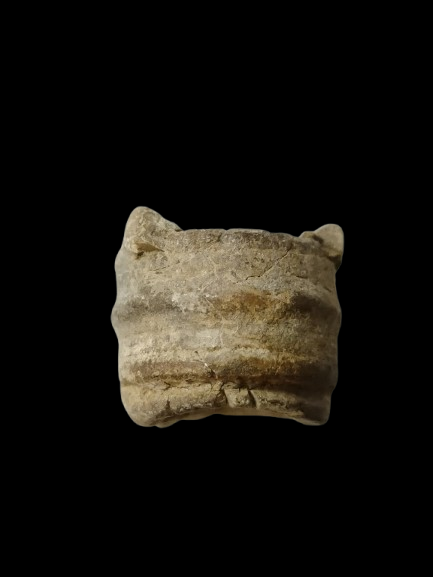 H431 ฟอสซิล ไม่ทราบชนิด