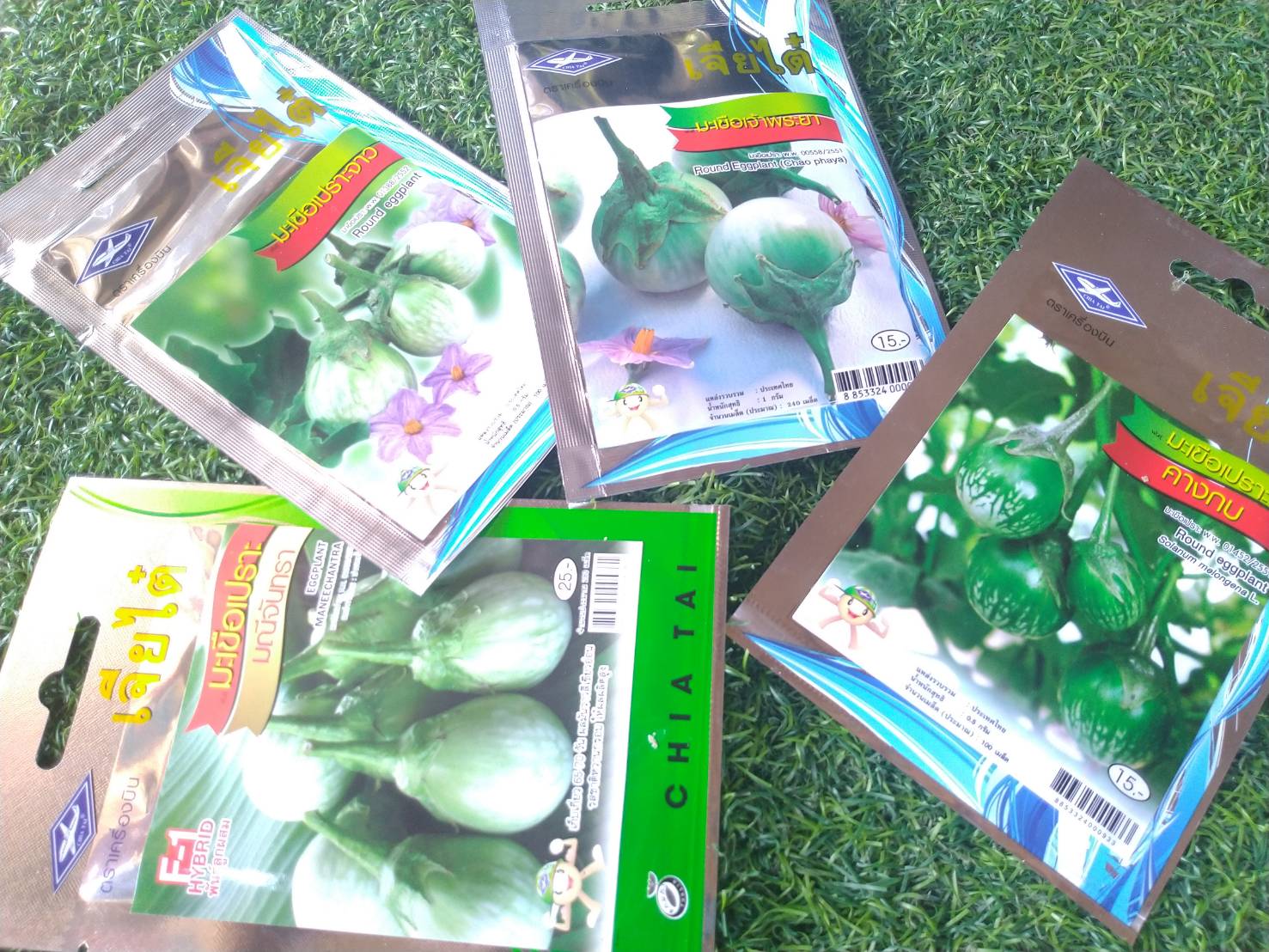 มะเขือเปราะมณีจันทรา Maneechantra eggplant เจียใต๋