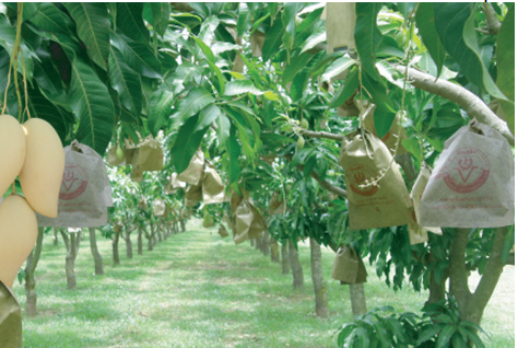 ถุงกระดาษคาร์บอน ขนาด18x28ซม. (สีเขียว) 50ใบ/แพ็ค