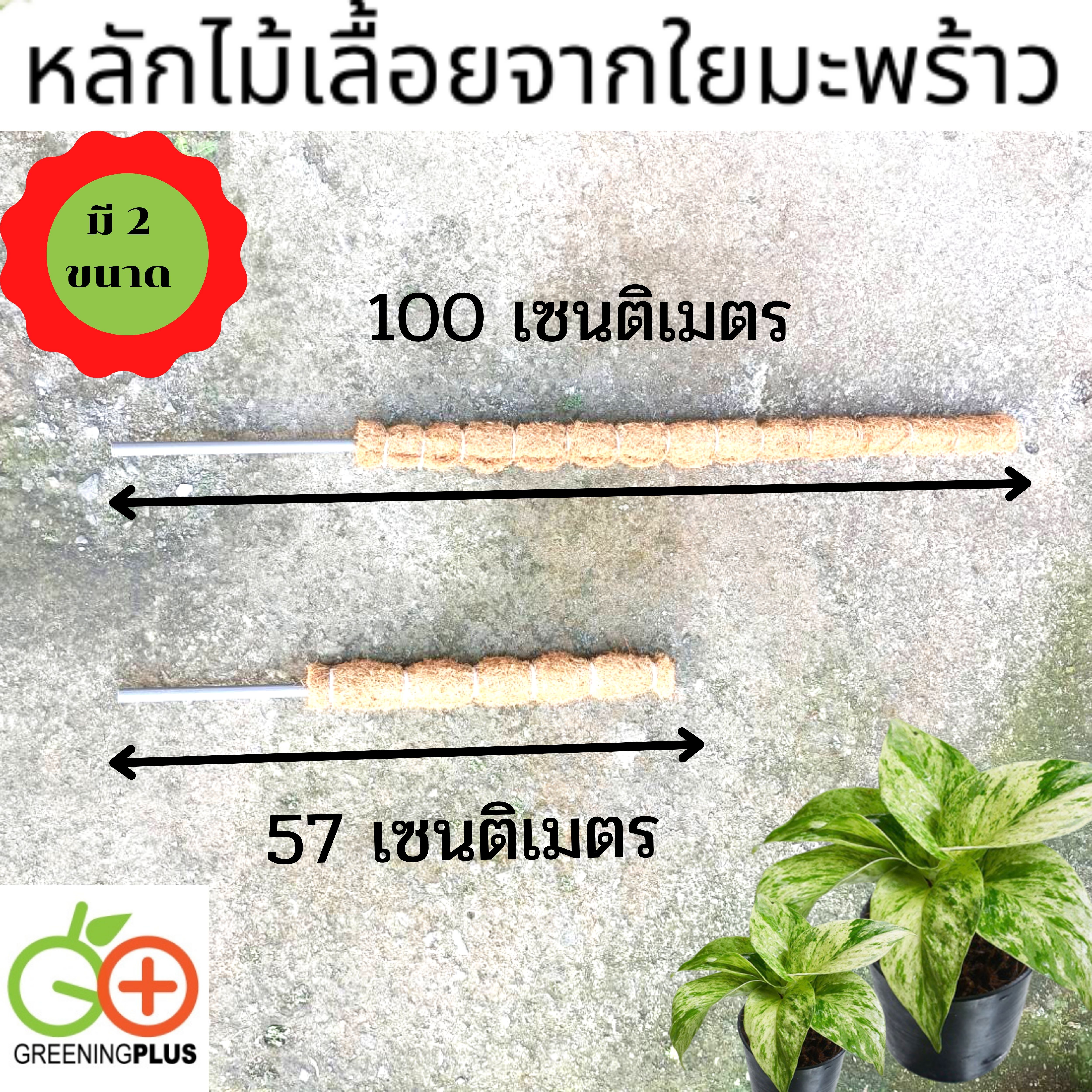 หลักไม้เลื้อยใยมะพร้าว จำนวน 1 อัน