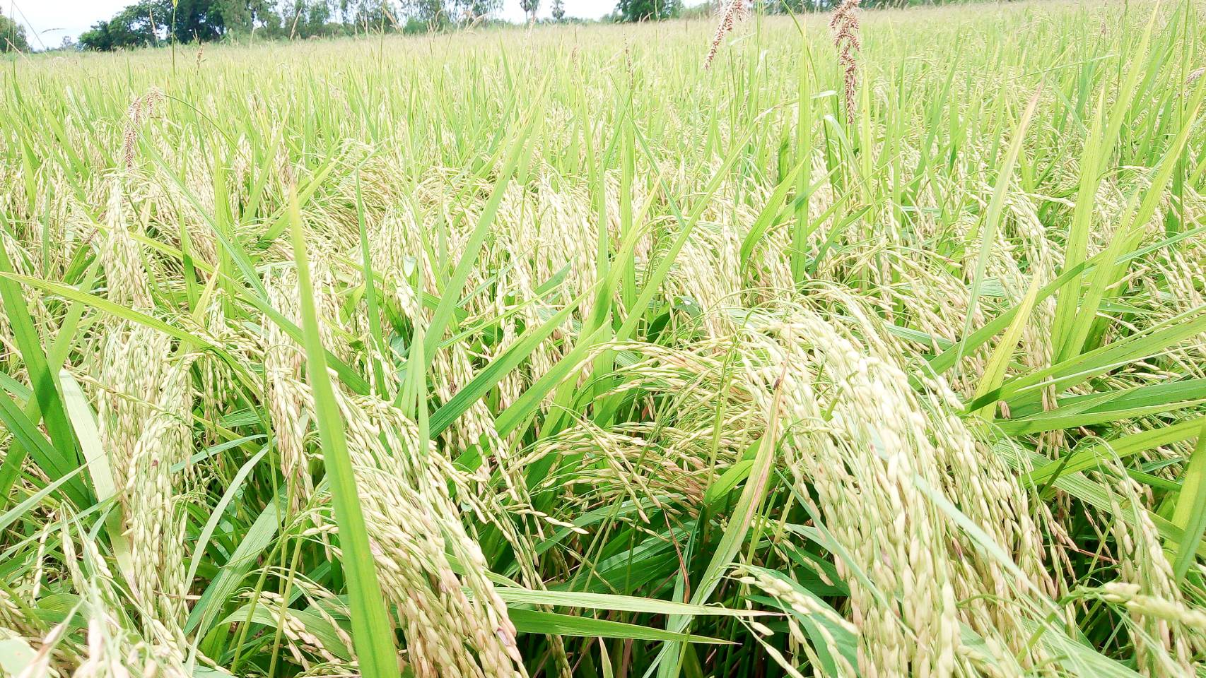 สารเทคโนโลยีชีวภาพ รักษ์ดิน รักษ์น้ำ ขนาด 500 ml. / ขวด