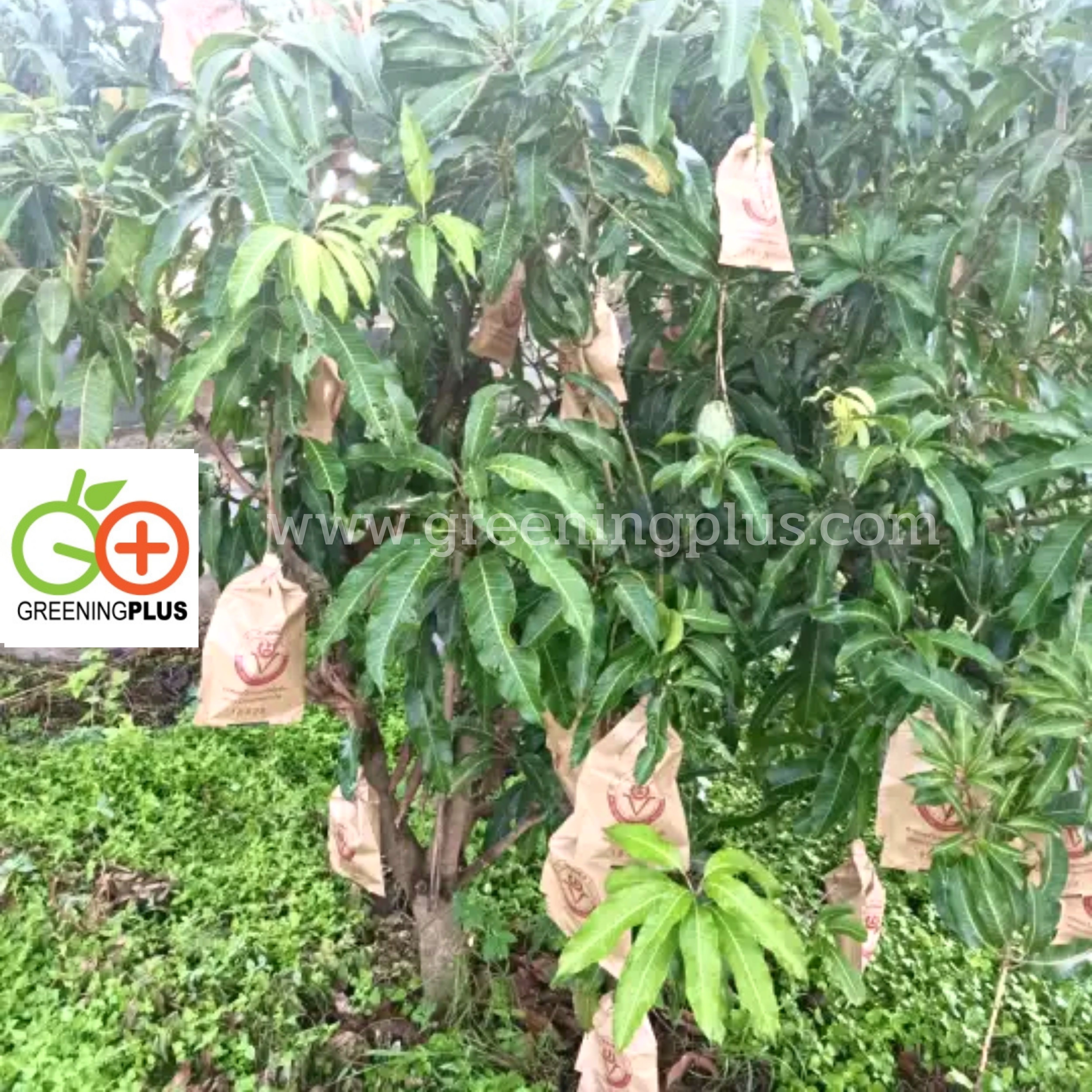 ถุงกระดาษคาร์บอน ขนาด18x28ซม. 2000ใบ/ลัง