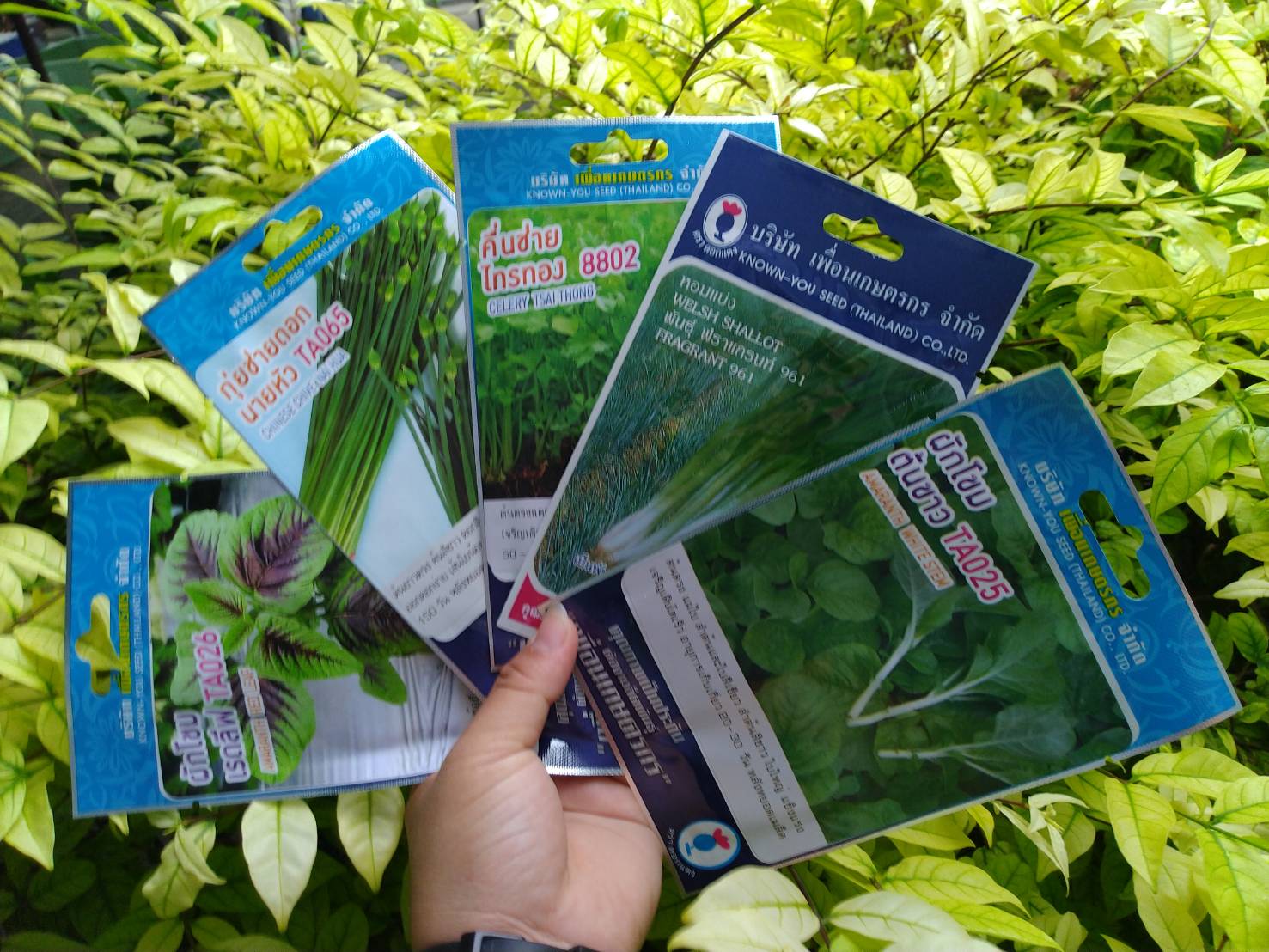 กุยช่ายดอก นายหัว TA065 chnese chive nai hua เพื่อนเกษตร