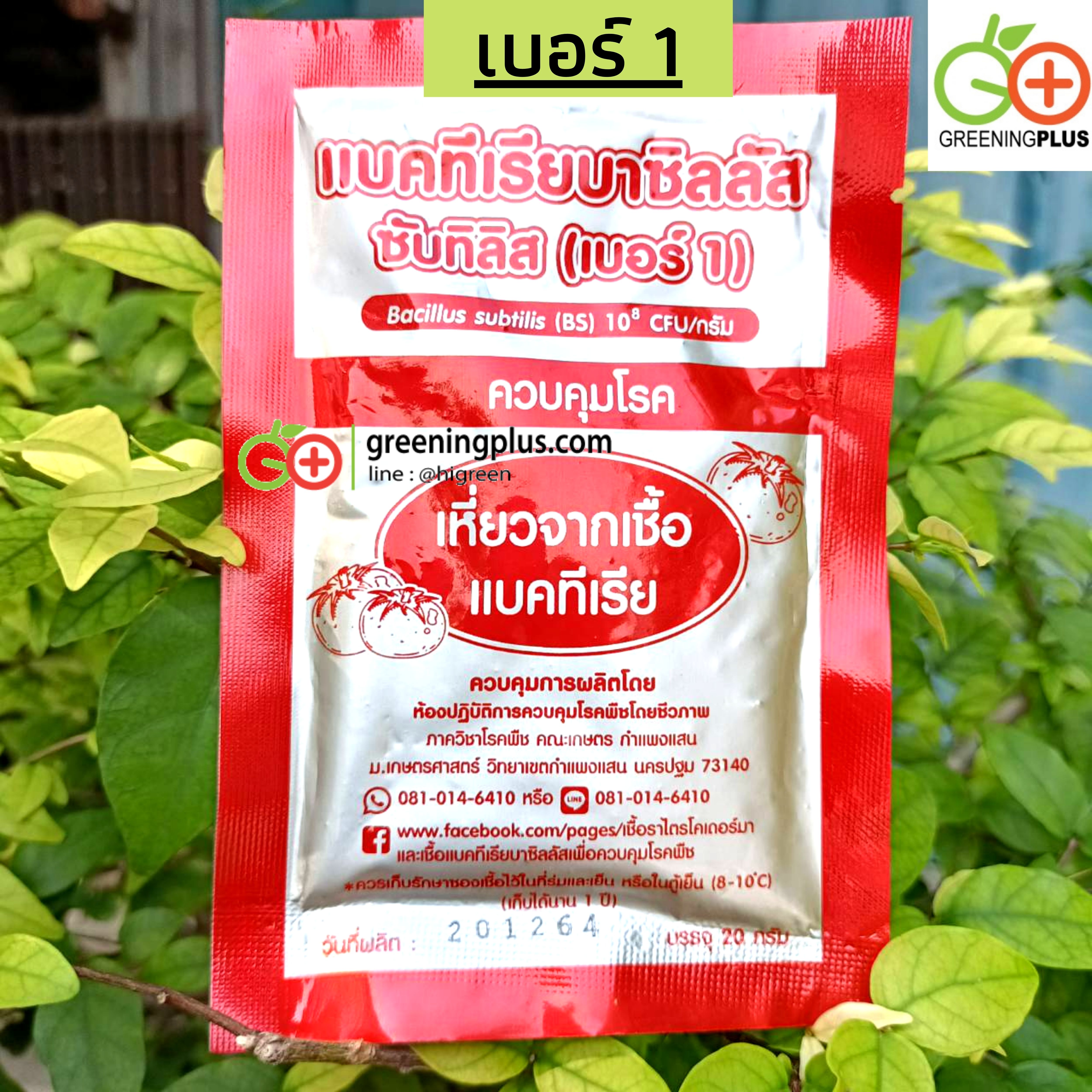 แบคทีเรียบาซิลลัส เบอร์ 1 ควบคุมโรคเหี่ยวที่เกิดจากแบคทีเรีย