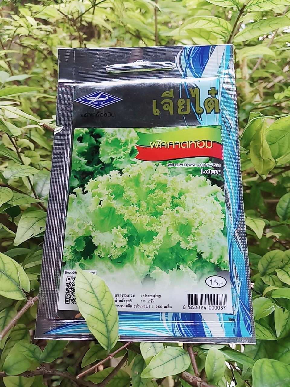 กาดหอม lettuce เจียใต๋