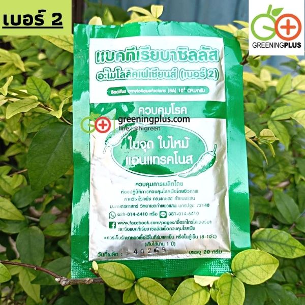 แบคทีเรียบาซิลลัส เบอร์ 2 ควบคุมโรคใบจุด ใบไหม้ และแอนแทรคโนส