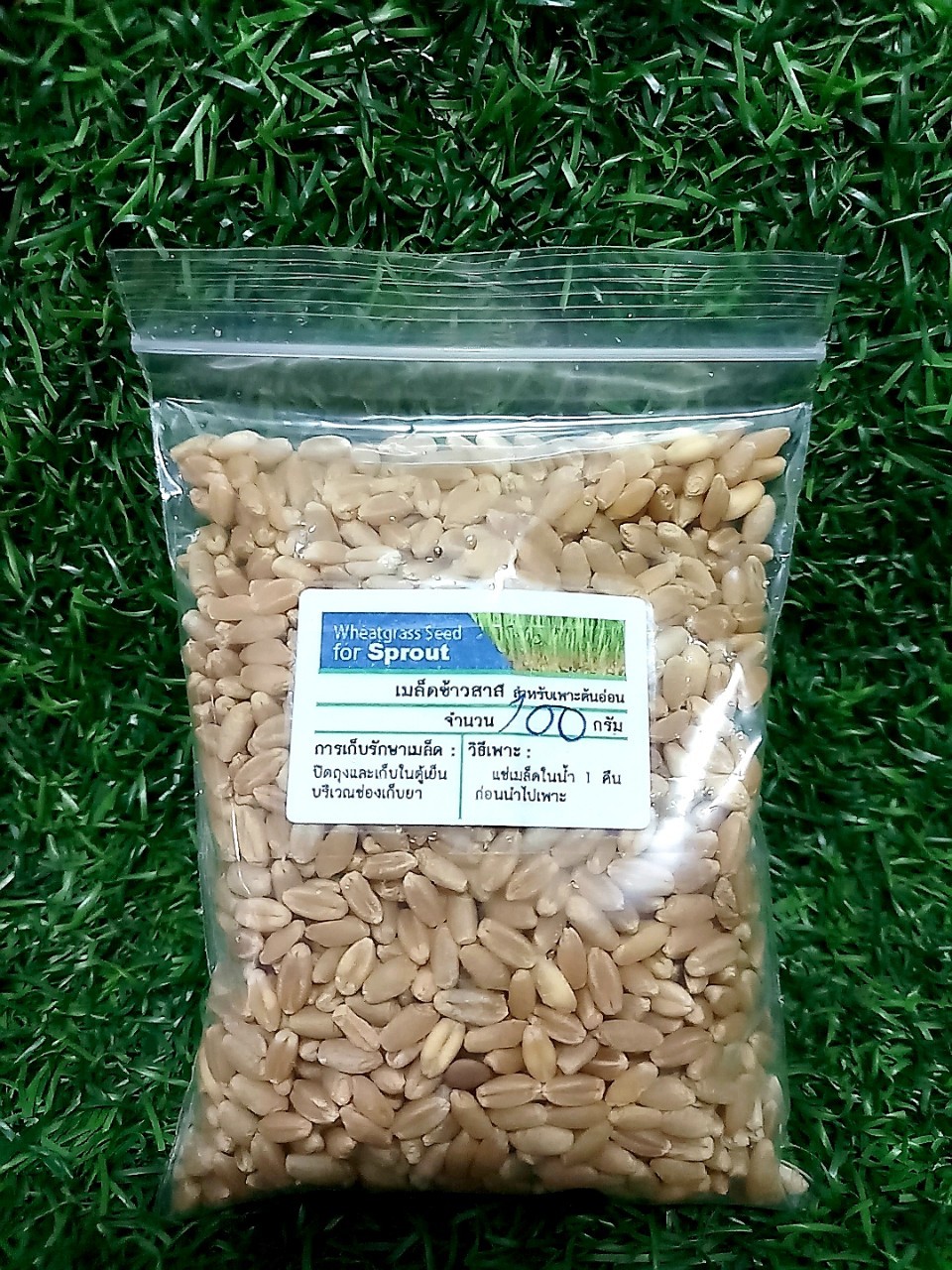 ข้าวสาลี Wheatgrass Seed 100กรัม