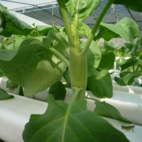 คะน้าเห็ดหอม 250 กรัม/ห่อ