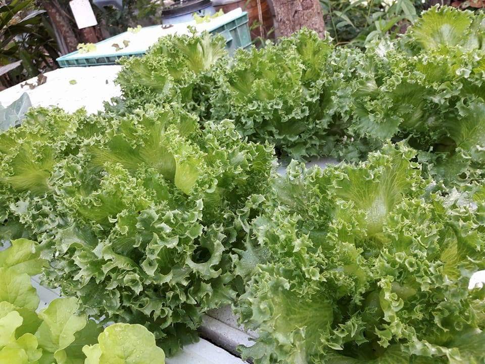 หัวเชื้อราไตรโคเดอร์ม่า แบบน้ำ 1 ลิตร