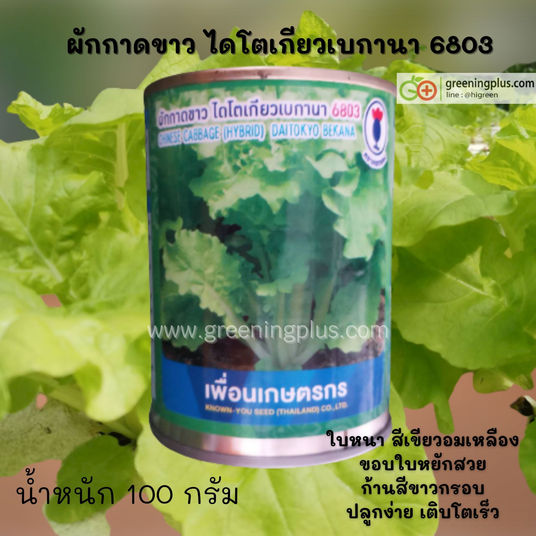 กาดขาวไดโตเกียวเบกานา (Chineae Cabbage) เพื่อนเกษตร