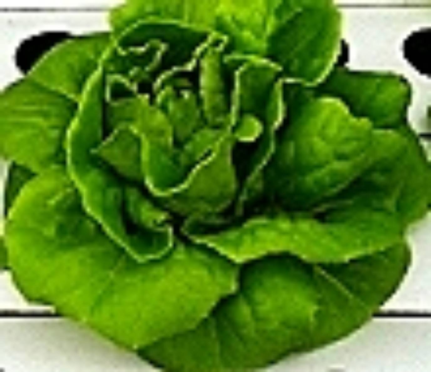 green butterhead (VOLARE) Enza Zaden 1000 plls (เคลือบ)