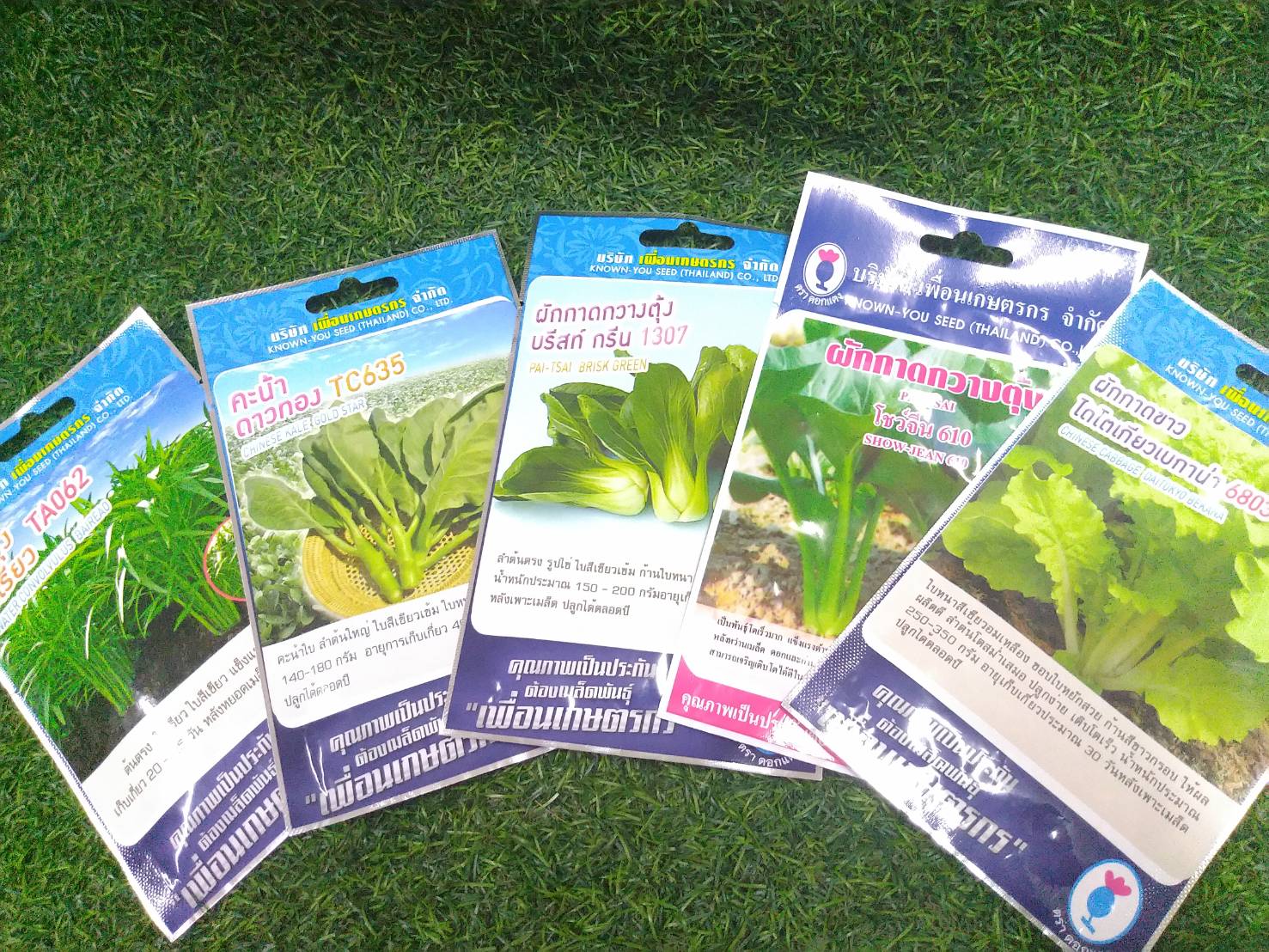 คะน้าดาวทอง ทีซี635 Chinese Kale เพื่อนเกษตร