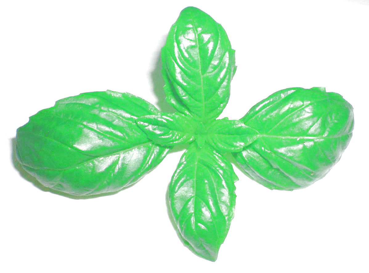 อิตาเลียนเบซิล Italian basil 1000 เมล็ด