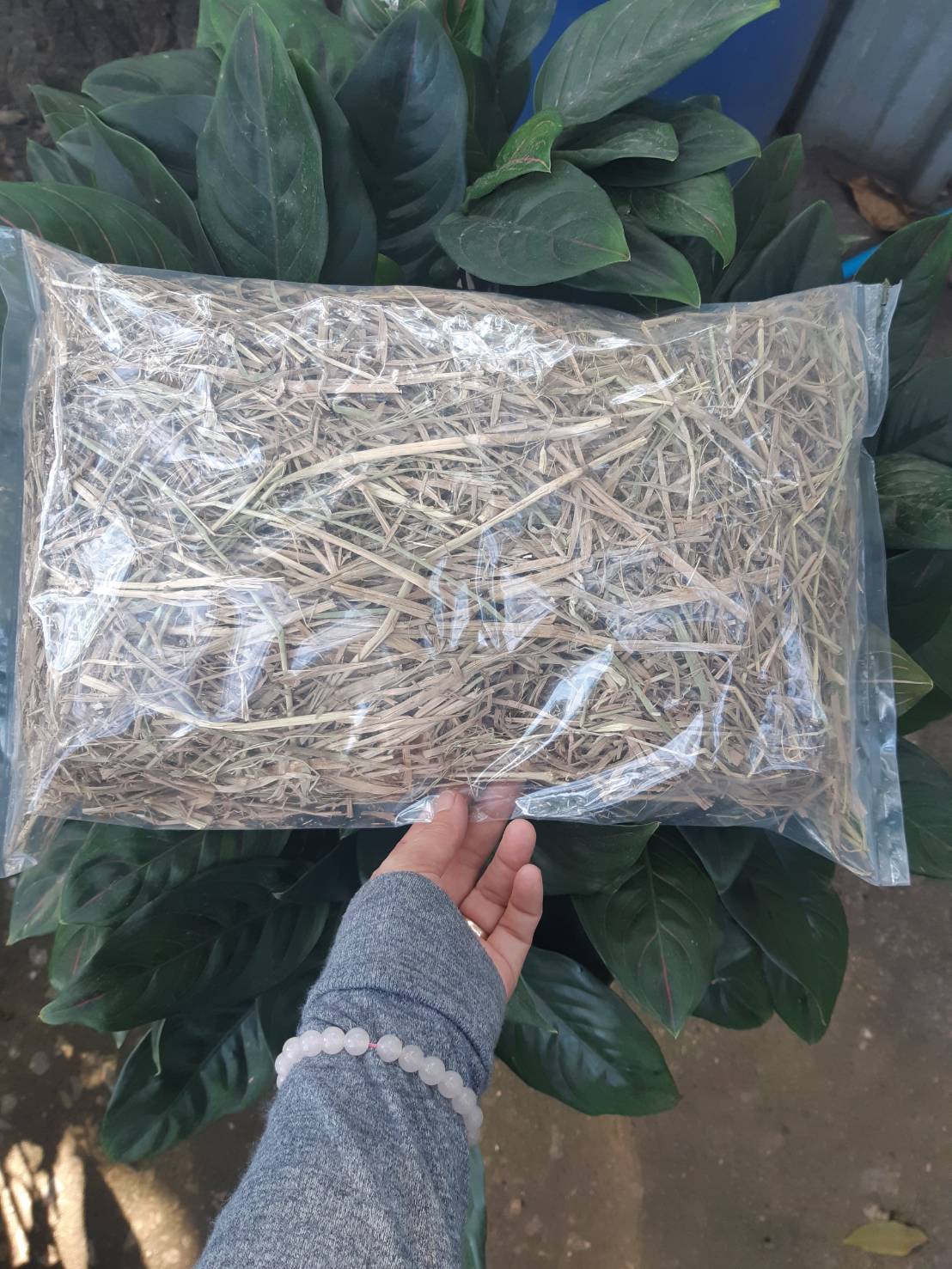 ฟางข้าว