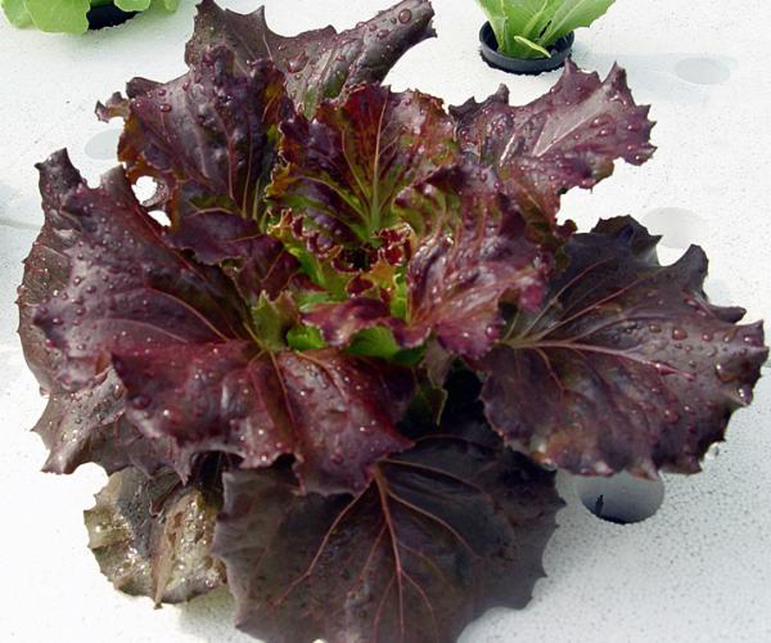 ชุดเมล็ดสลัด 9 ชนิด / แพ็ค