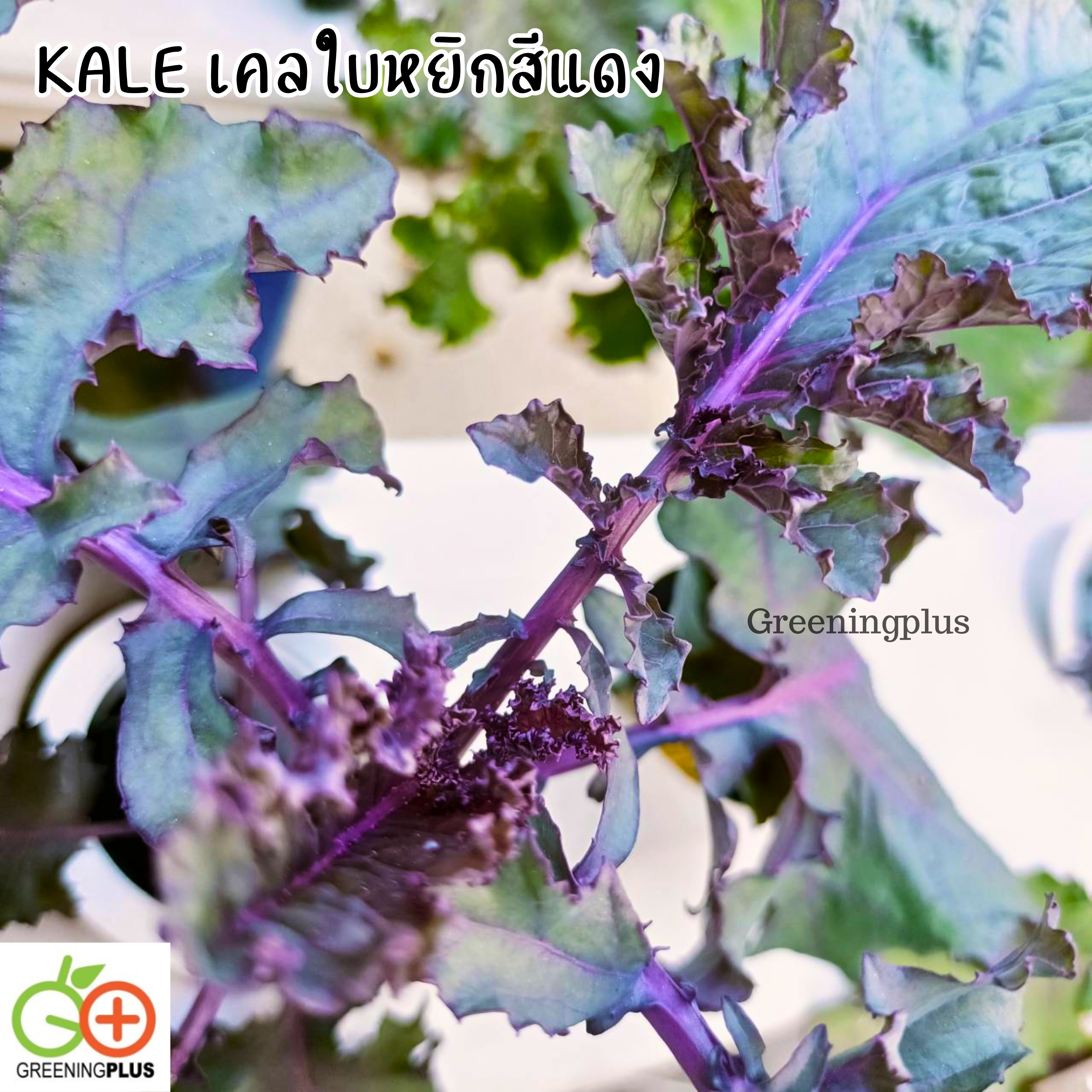 KALE เคลใบหยิกสีแดง 30 เมล็ด./ซอง