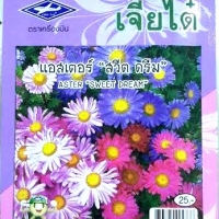 ดอกแอสเตอร์สวีตดรีม Astersweetdream เจียใต๋