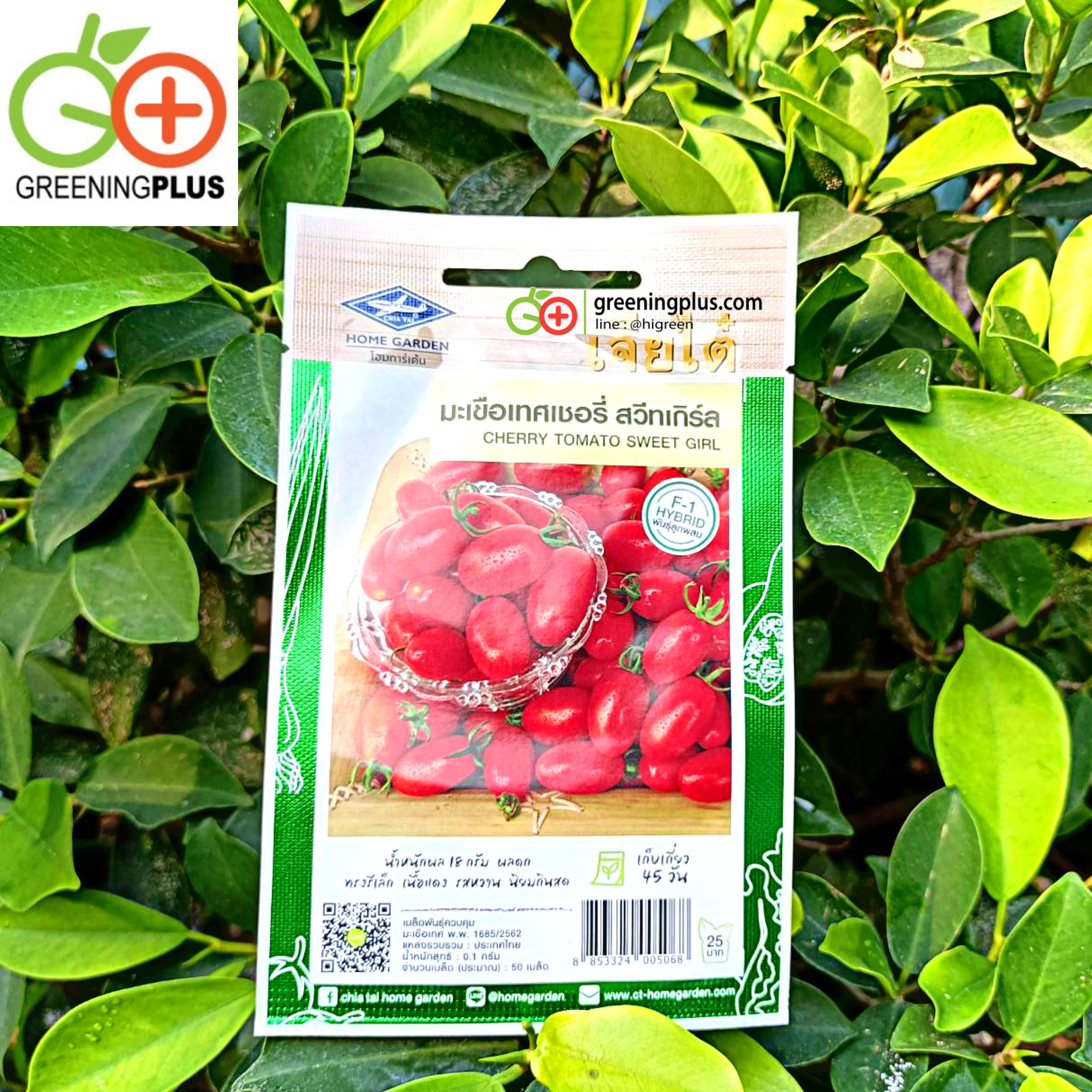 มะเขือเทศเชอรี่ สวีทเกิร์ล (Cherry Tomato Sweet Girl) เจียไต๋