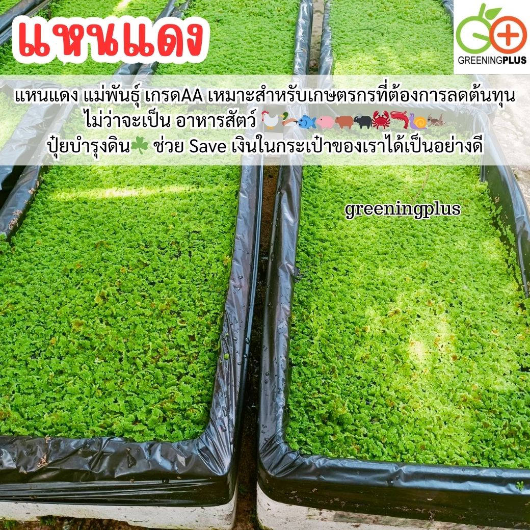 แหนแดง ไมโครฟิลล่า พันธุ์กรมวิชาการเกษตร ขนาด 1 กิโลกรัม / ถุง