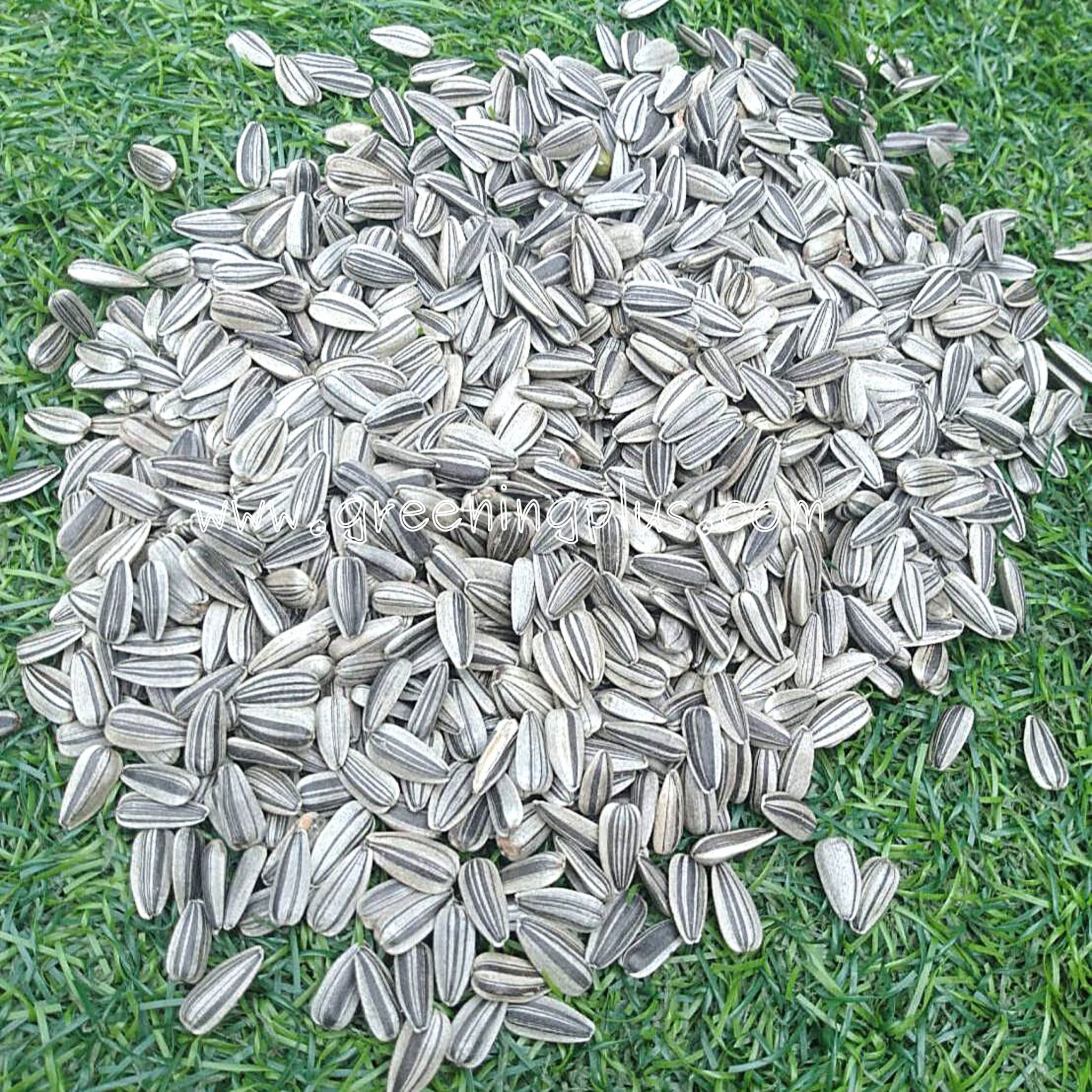 เมล็ดทานตะวันงอก Sunflower Seed 100 กรัม