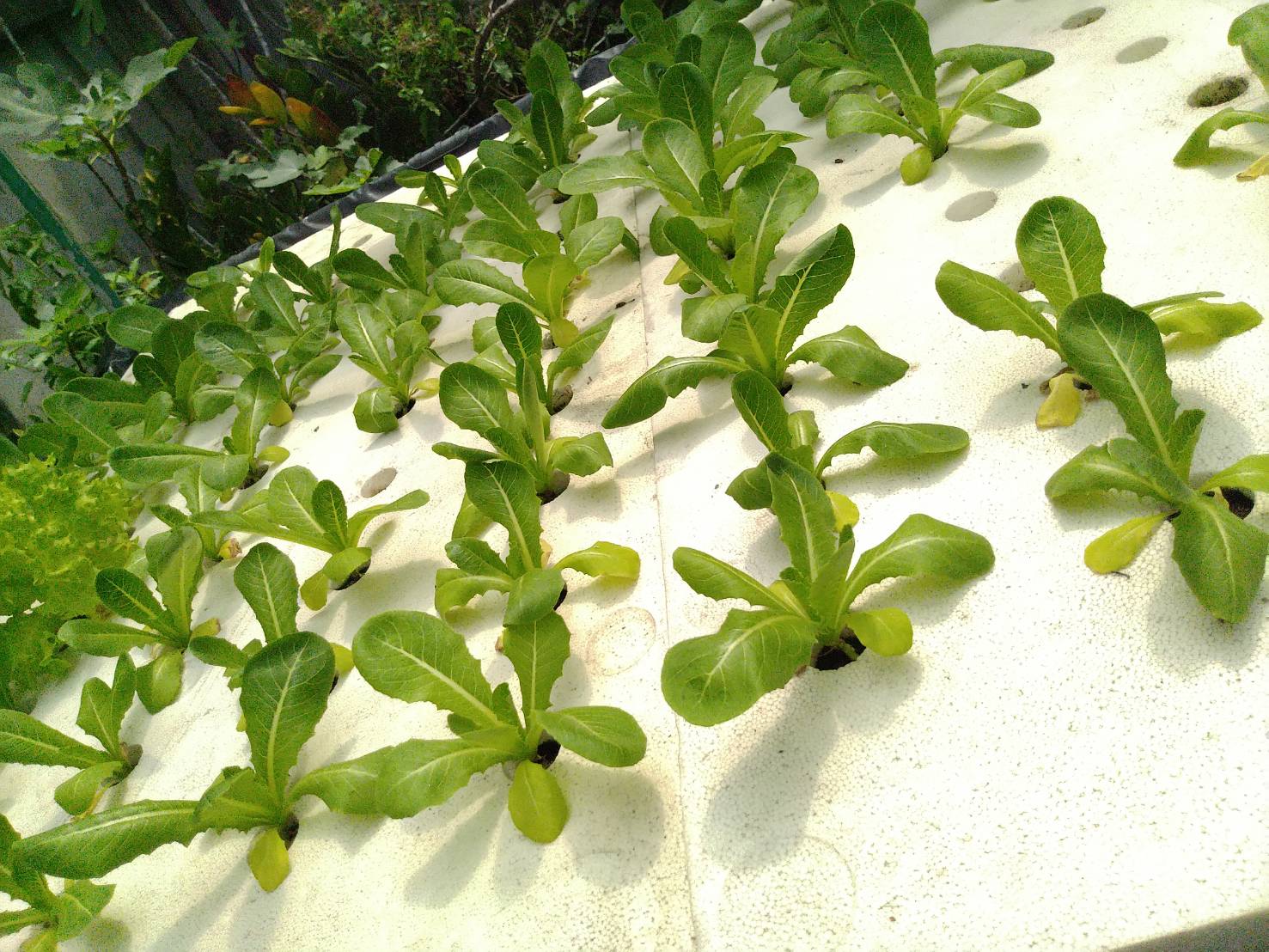 เชื้อราไตรโคเดอร์มาชนิดเม็ด(สำหรับฉีดพ่น) 100 กรัม