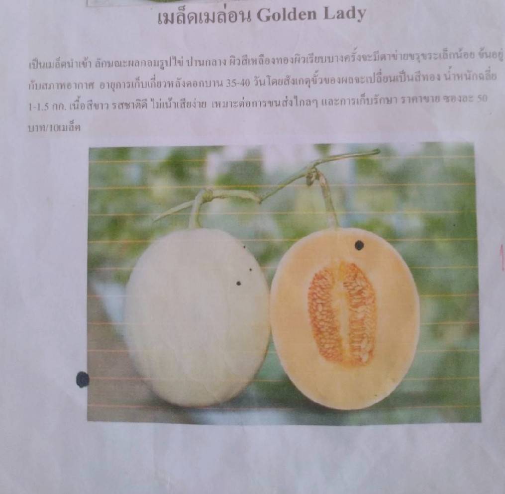 เมล่อน GOLDEN LADY 10 เมล็ด