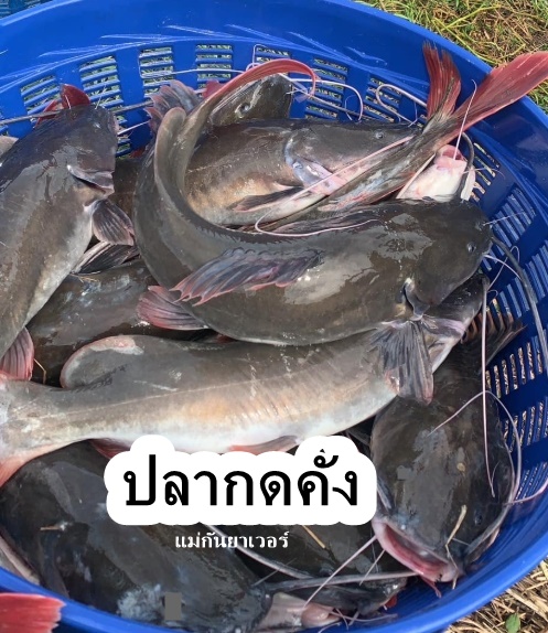 ปลากดคัง(น้ำจืด)