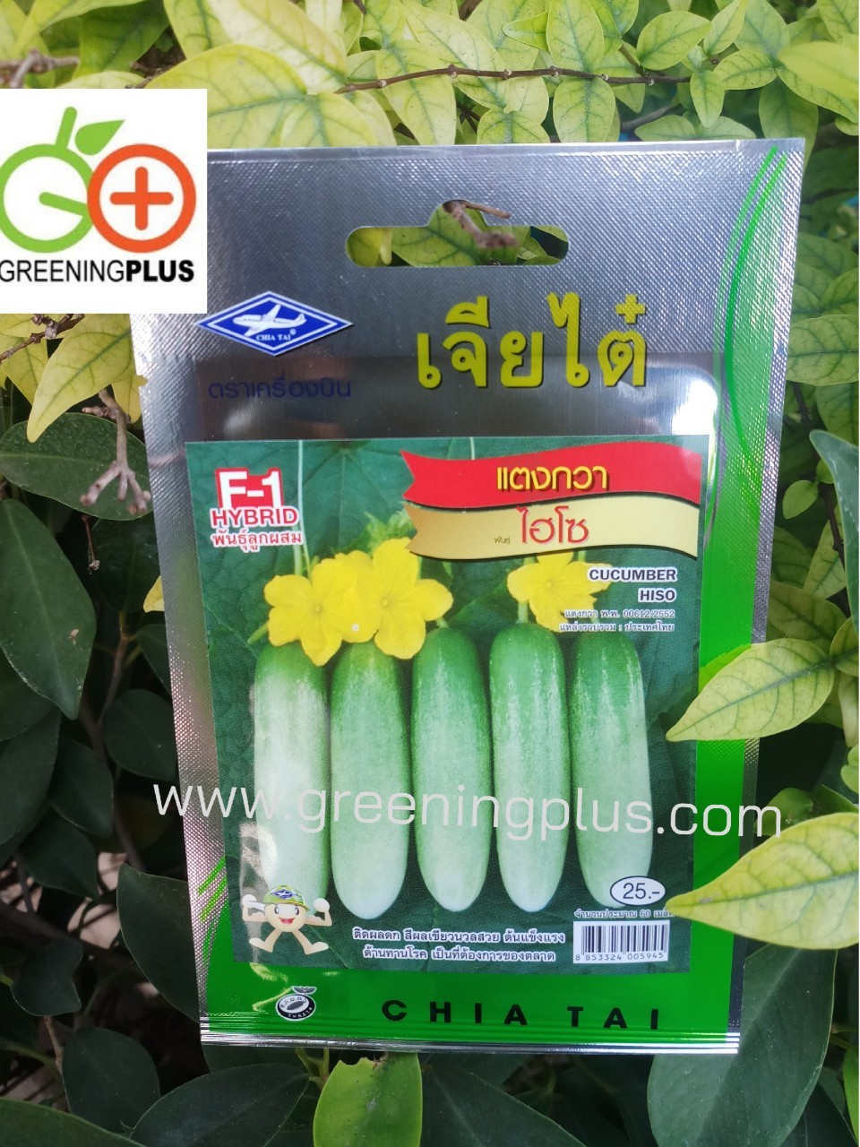 แตงกวา ไฮโซ (CUCUMBER HISO) เจียไต๋